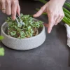 Anzuchtschale für Microgreens