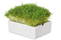 Anzuchtset Microgreens