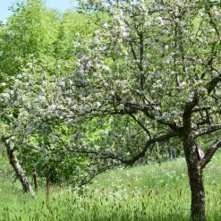 Apfel für Allergiker