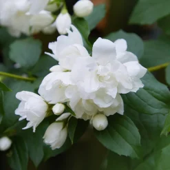 Bauernjasmin 'Schneesturm'