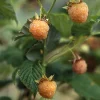 Beerenstrauch Himbeere 'Gelbe Antwerpener'
