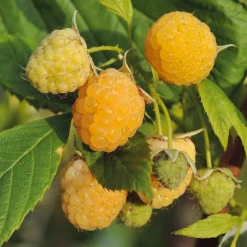 Beerenstrauch Himbeere 'Gelbe Antwerpener'