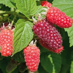 Beerenstrauch Taybeere 'Buckingham'