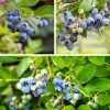 Beerensträucher Heidelbeere lange Erntezeit