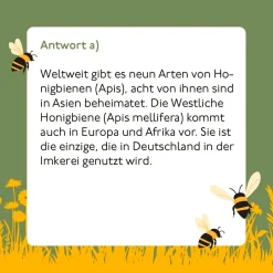 Bienen-Quiz