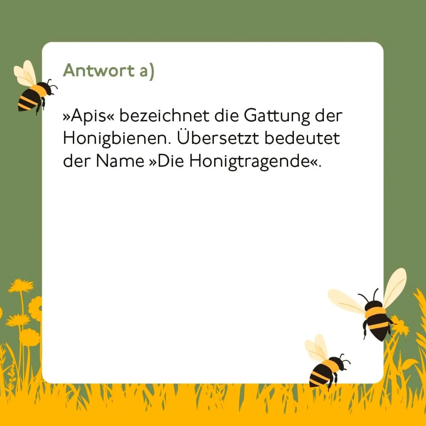 Bienen-Quiz