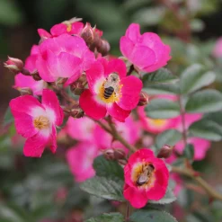 Bienenrose 'Bee Lovely'