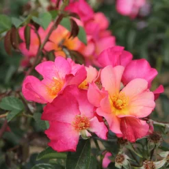 Bienenrose ’Pretty Sunrise‘®