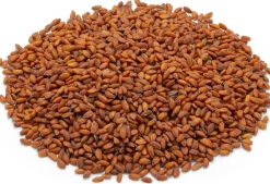 Bio-Saatgut Microgreens