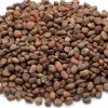 Bio-Saatgut Microgreens