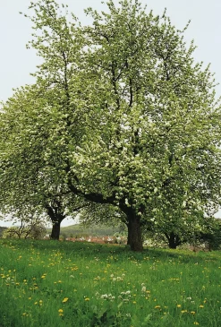 Birnenschaumwein Bratbirne