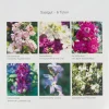 Blumensamen Ausgewählte Levkojen