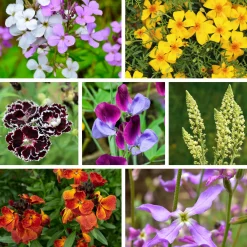 Blumensamen Duftende Blumen
