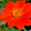 Blumensamen für trockene heiße Plätze