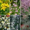 Blumensamen Heilpflanzen für die Hausapotheke