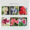 Blumensamen Historische Duftwicken