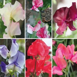 Blumensamen Historische Duftwicken