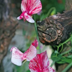 Blumensamen Historische Duftwicken
