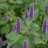 Blumensamen Mehrjährige Tee- und Küchenkräuter
