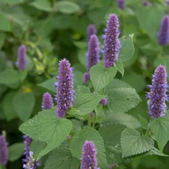 Blumensamen Mehrjährige Tee- und Küchenkräuter