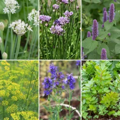 Blumensamen Mehrjährige Tee- und Küchenkräuter