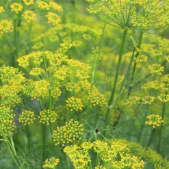Blumensamen Mehrjährige Tee- und Küchenkräuter