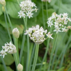 Blumensamen Mehrjährige Tee- und Küchenkräuter