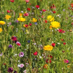 Blumensamen Mössinger Singvogelmischung