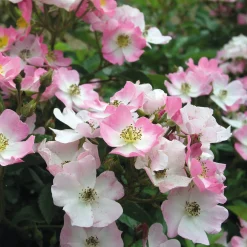 Bodendeckerrose 'Rosa Sternenflor'