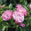 Bodendeckerrose 'Souvenir de Greuville'