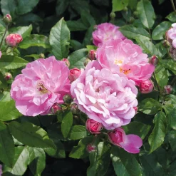 Bodendeckerrose 'Souvenir de Greuville'