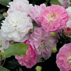 Bodendeckerrose 'Souvenir de Greuville'