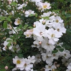 Bodendeckerrose 'Sternenflor'