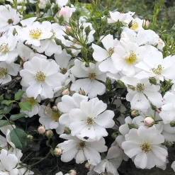 Bodendeckerrose 'Sternenflor'