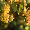 Champagner Blanc de Blancs