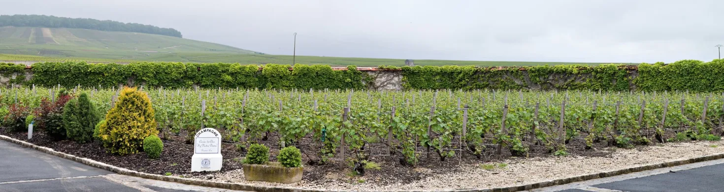 Champagner Rosé Brut