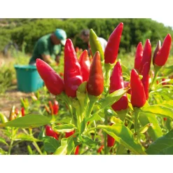 Chillies