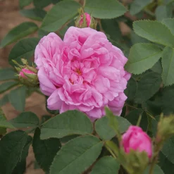 Damaszenerrose 'Miranda'