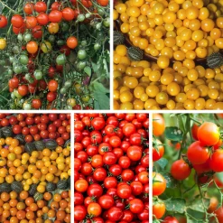 Gemüsesamen Wildtomaten