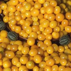 Gemüsesamen Wildtomaten