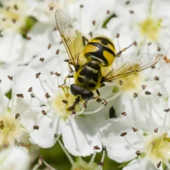 Heimisches Gehölz Eingriffeliger Weißdorn