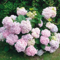 Hortensie 'Otaksa '