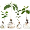 Keimglas Ilex