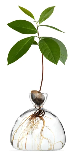Keimglas Ilex