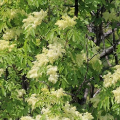 Klimabaum Blumenesche