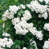 Kombipaket Winterdufter und Hecke Duftgehölze
