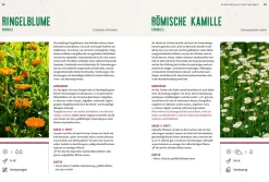 Mein Heilpflanzen-Hochbeet