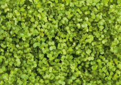 Microgreens Bio-Saatpad