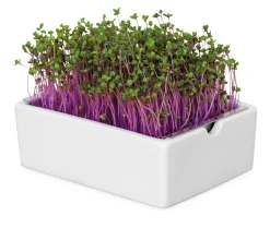 Microgreens Bio-Saatpad