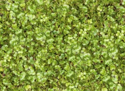 Microgreens Bio-Saatpad
